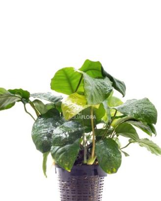 piante acquario anubias madre