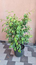 ficus benjamin