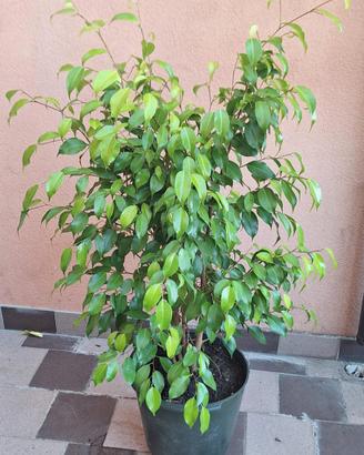 ficus benjamin