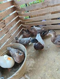 Call duck (anatra nana(