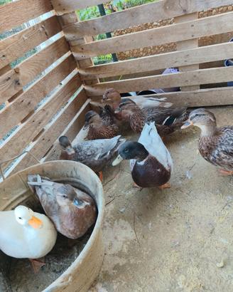 Call duck (anatra nana(