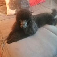 Barboncino Nano Nero Maschio disponibile per monta