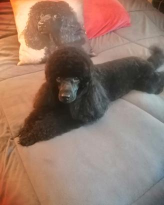 Barboncino Nano Nero Maschio disponibile per monta