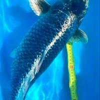 KOI carpa GIN KABUTO 53 cm