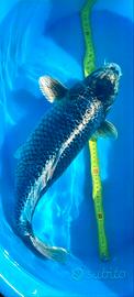 KOI carpa GIN KABUTO 53 cm