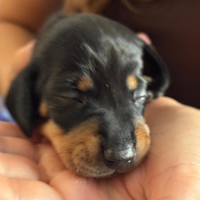 Cuccioli di bassotto