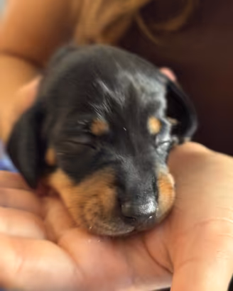 Cuccioli di bassotto