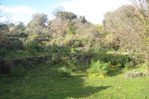 Terreno agricolo mq 10.000