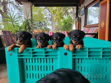 ROTTWEILER CUCCIOLI