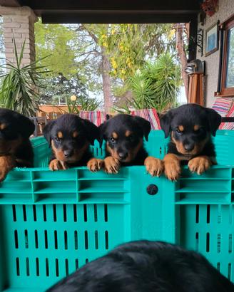 ROTTWEILER CUCCIOLI