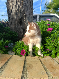 Black Friday solo oggi cucciola di husky