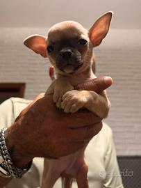 Chihuahua femmina