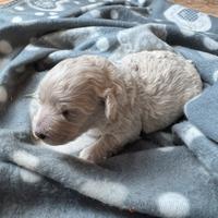 Maltipoo toy