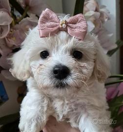 Maltipoo femina