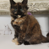 Cucciola di Maine coon