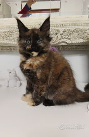 Cucciola di Maine coon