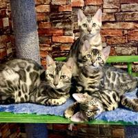 CUCCIOLI BENGALA - Ped. ENFI