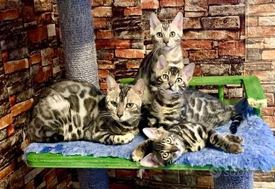 CUCCIOLI BENGALA - Ped. ENFI