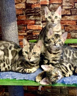 CUCCIOLI BENGALA - Ped. ENFI