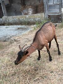 Capra camosciata