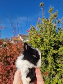 Conigli nani testa di leone