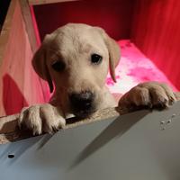 Labrador retriever cucciola Pedigree