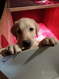Labrador retriever cucciola Pedigree