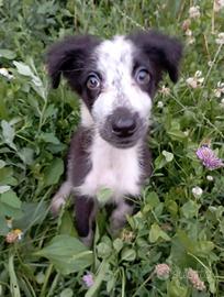 Cucciola cane da pastore