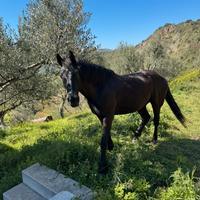 Cavallo per principianti