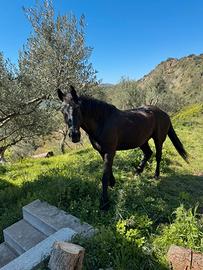 Cavallo per principianti