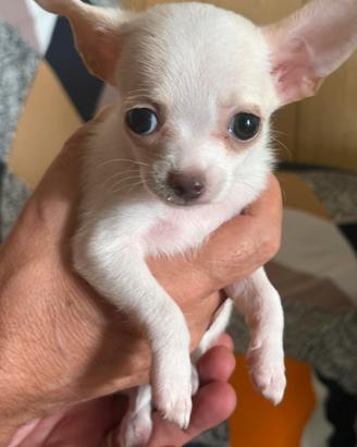 Dolcissimo chihuahua