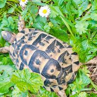 Tartaruga di terra femmina adulta