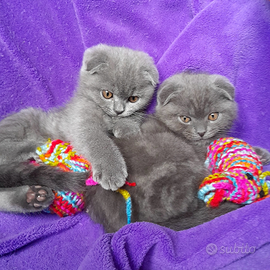 Cuccioli Scottish fold