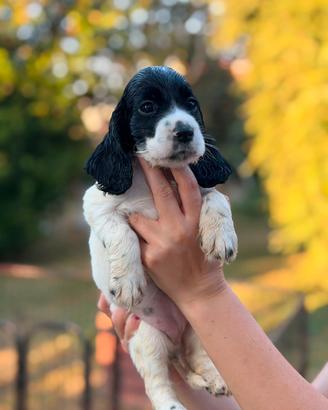 Cuccioli cocker spaniel inglese
