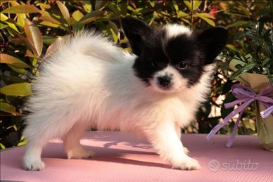 Cucciolo di razza papillon, piccola taglia