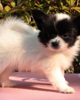 Cucciolo di razza papillon, piccola taglia