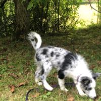 Border Collie