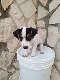 Jack Russell