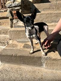 Cucciola