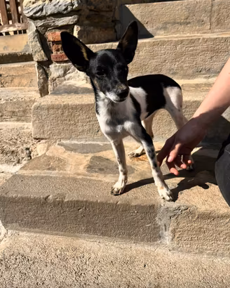 Cucciola