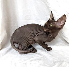 Gattini don sphynx vari tipi