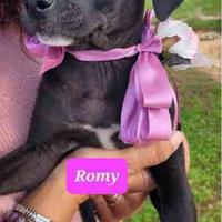 Cani cuccioli vaccinati dolci belli e bravi neri