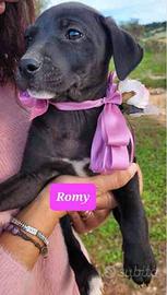 Cani cuccioli vaccinati dolci belli e bravi neri