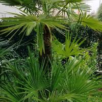 palma da giardino