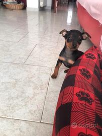 Cuccioli di pinscher nano