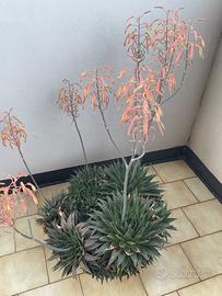 Pianta grassa da esterno