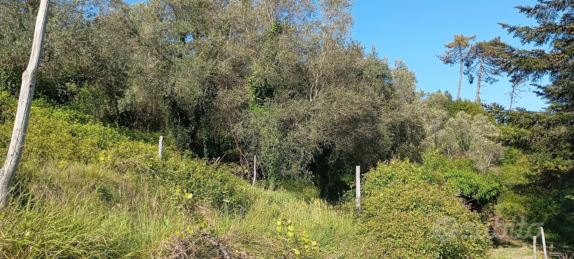 terreno agricolo per fotovoltaico/animali/colti - Vista 4