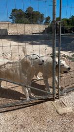 Pastore Maremmano Abruzzese per monta