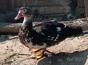 Maschi di anatra muta