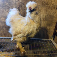 Gallo moroseta silkie bianco